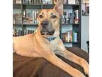Adopt Ginger a Black Mouth Cur