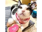 Adopt YAYA a Domestic Short Hair