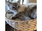 Adopt Angela a Siamese, Tonkinese