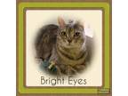 Adopt Bright Eyes a Domestic Short Hair