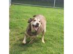 Adopt Layla a Mixed Breed