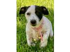 Adopt Trixie a Dachshund