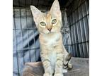 Adopt Olive a Domestic Short Hair