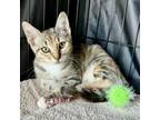 Adopt Indigo a Domestic Short Hair
