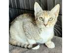 Adopt Ruby a Domestic Short Hair