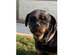 Adopt Matilda a Rottweiler, Mixed Breed