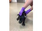 Adopt 2 a Doberman Pinscher, Mixed Breed