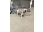 Adopt Princess a Shih Tzu, Mixed Breed