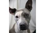 Adopt Horchata a Pit Bull Terrier