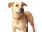Adopt Harper a Labrador Retriever