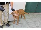 Adopt Bella Mae a Australian Cattle Dog / Blue Heeler, Labrador Retriever