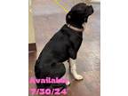 Adopt Dog Kennel #35 a Labrador Retriever, Mixed Breed