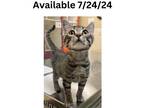 Adopt Cat Condo #23 a Domestic Short Hair