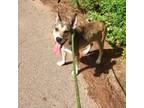 Adopt Bootsy a Husky