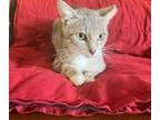 Adopt Heidi a Tabby