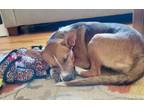 Adopt Penny a Border Collie, Mixed Breed
