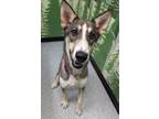 Adopt Angie a Husky, Shepherd