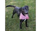 Adopt Mindy a Labrador Retriever