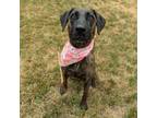 Adopt Harlow a Terrier, American Staffordshire Terrier