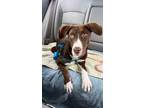 Adopt Fig a Labrador Retriever, Husky