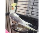 Adopt Njord a Cockatiel