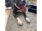 Adopt Allikai a Pit Bull Terrier