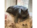 Adopt Judy Bernly a Domestic Short Hair