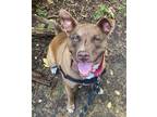 Adopt Maggie a Pit Bull Terrier