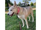 Adopt Whoopi a Shepherd