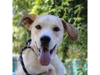 Adopt Roxy (50 Scent) a Labrador Retriever, Mixed Breed
