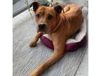 Adopt Myla - Adoption Pending a Mixed Breed