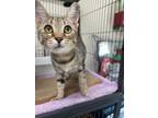 Adopt Valentina a Domestic Short Hair