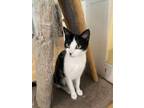 Adopt Missy a Domestic Short Hair