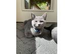 Adopt Stormy a Domestic Short Hair