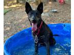 Adopt Lucille a Dutch Shepherd