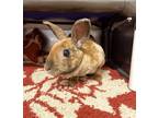 Adopt Coolio a Mini Rex