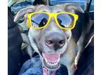 Adopt Olivia a German Shepherd Dog