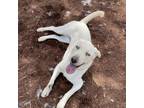 Adopt Rhonda a Husky, Labrador Retriever