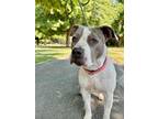 Adopt Nikki a Pit Bull Terrier, Mixed Breed