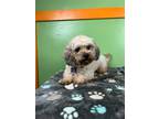 Adopt Rosalina a Shih Tzu, Poodle