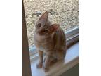 Adopt Ophelia a Domestic Short Hair