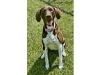 Adopt Lily a German Shorthaired Pointer
