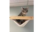Adopt Stormi a Domestic Short Hair