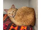 Adopt Pumpkin a Domestic Long Hair