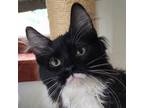 Adopt Raven a Domestic Long Hair, Domestic Short Hair