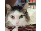 Adopt Misty - Costa Mesa Location a Domestic Medium Hair