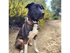 Adopt Jolene - Costa Mesa Location a Australian Shepherd, Labrador Retriever