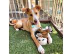 Adopt Mia Hamm (C000-297) - City of Industry Location a Labrador Retriever