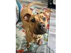 Adopt Riley a Black Mouth Cur