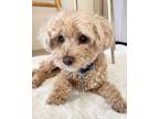 Adopt Clifford a Poodle